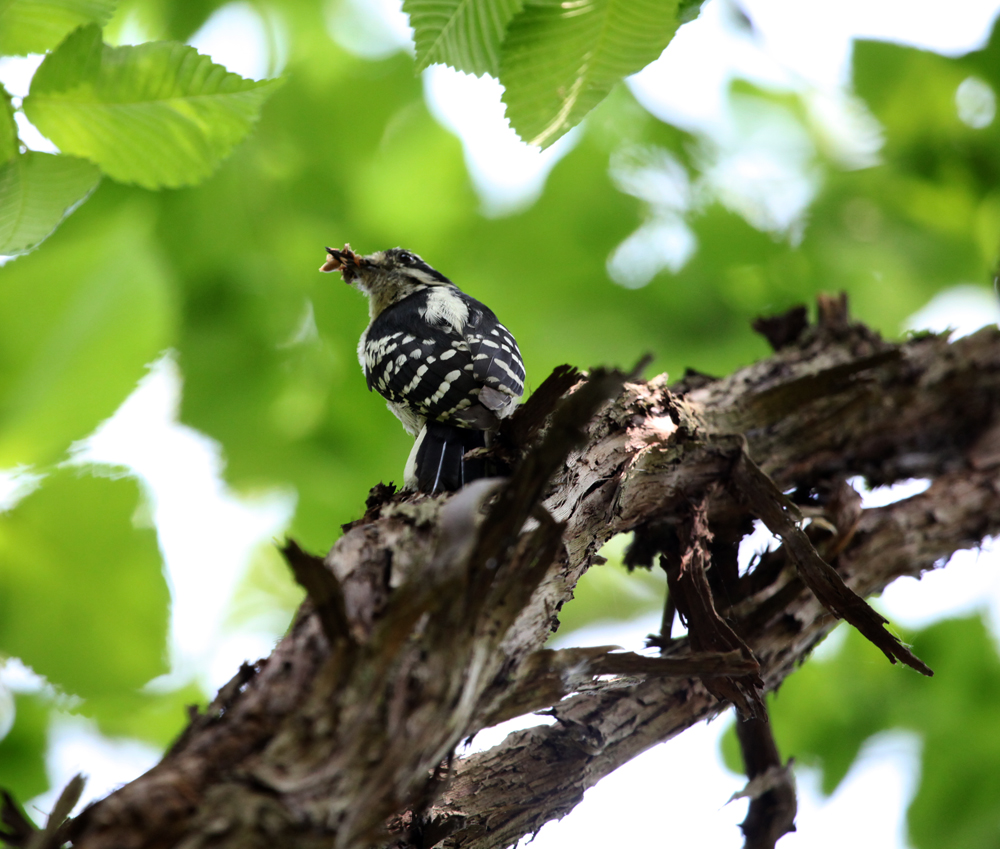 OWLET/GRANTPARK6032011MRT031X1000.jpg