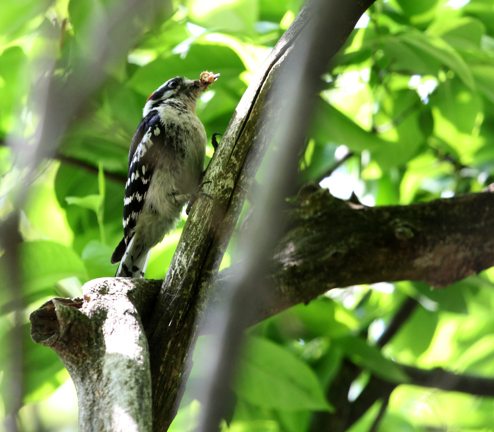 OWLET/GRANTPARK6032011MRT031X1000.jpg