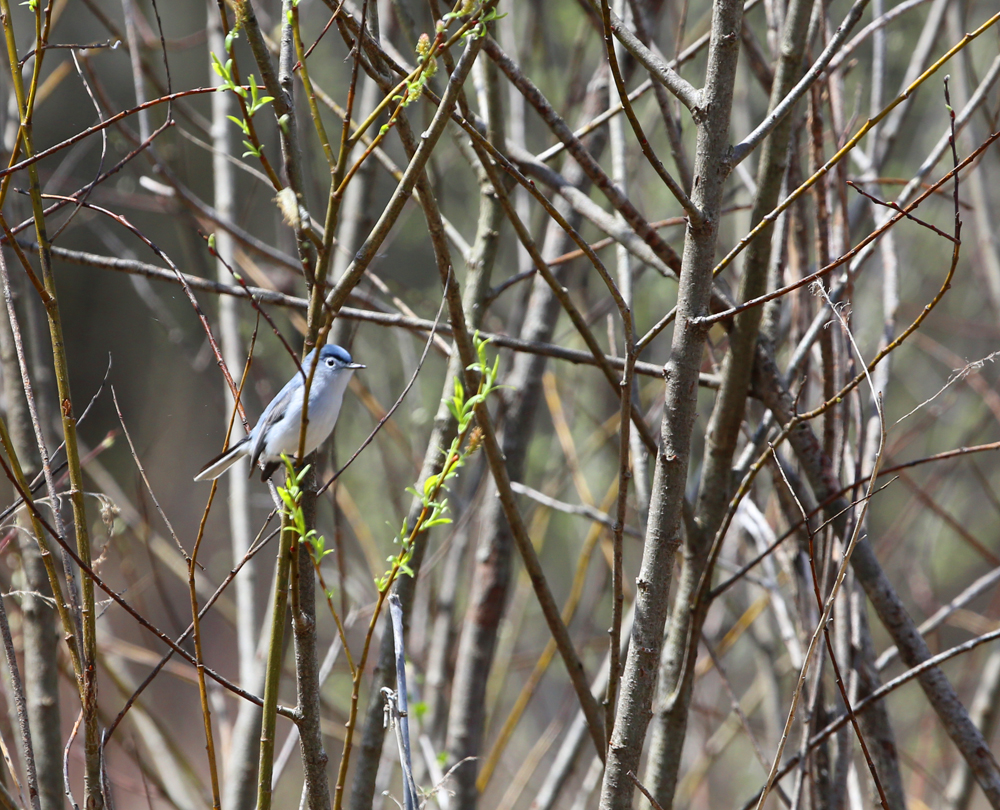 OWLET/GRATCATCHER5042013MRT5.jpg