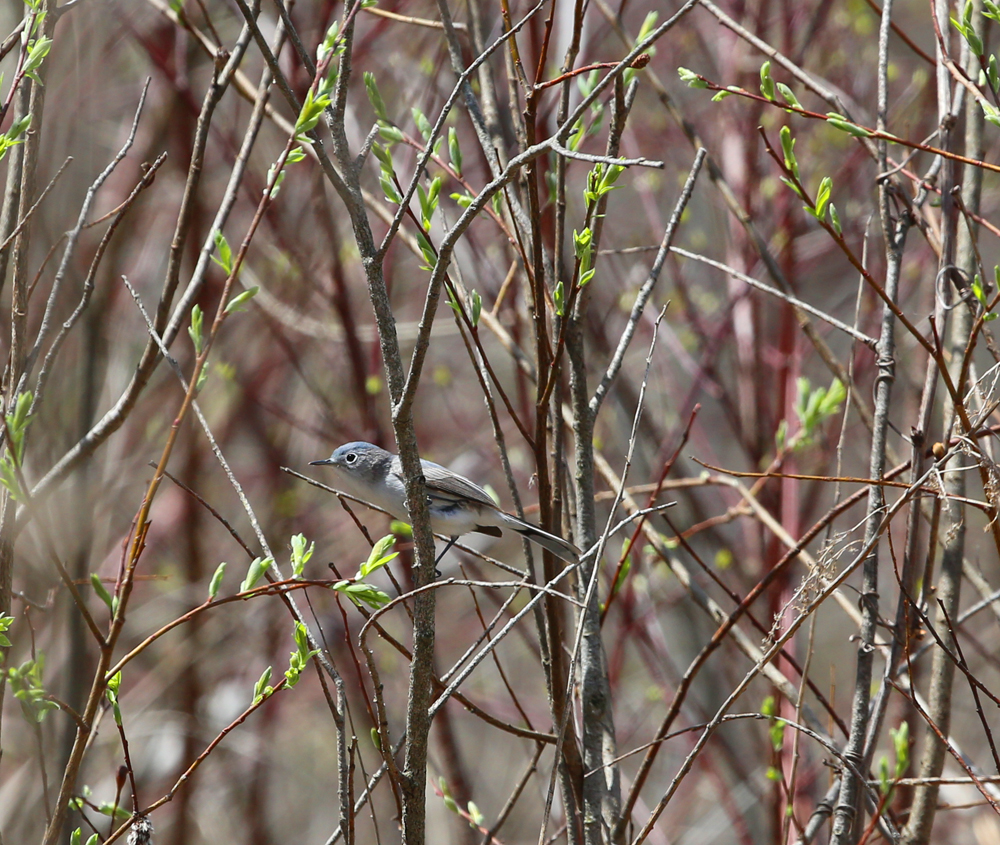 OWLET/GRATCATCHER5042013MRT5.jpg