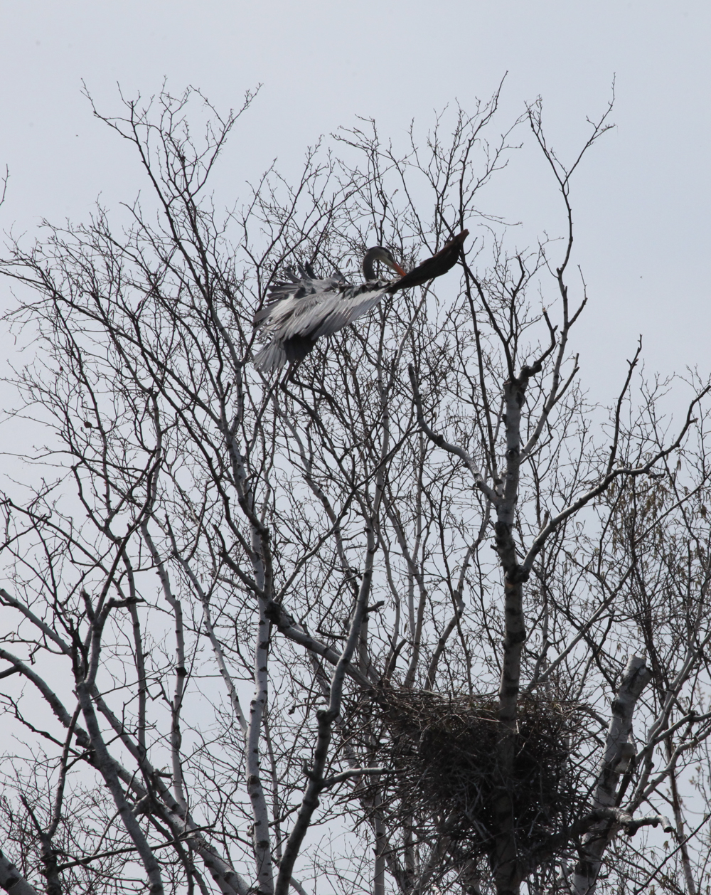 OWLET/GREENFIELDPARKMRTRAPP4072012032X1000.jpg