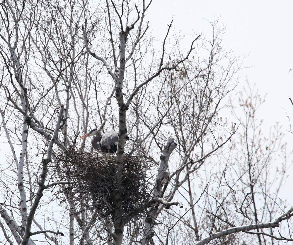 OWLET/GREENFIELDPARKMRTRAPP4072012032X1000.jpg