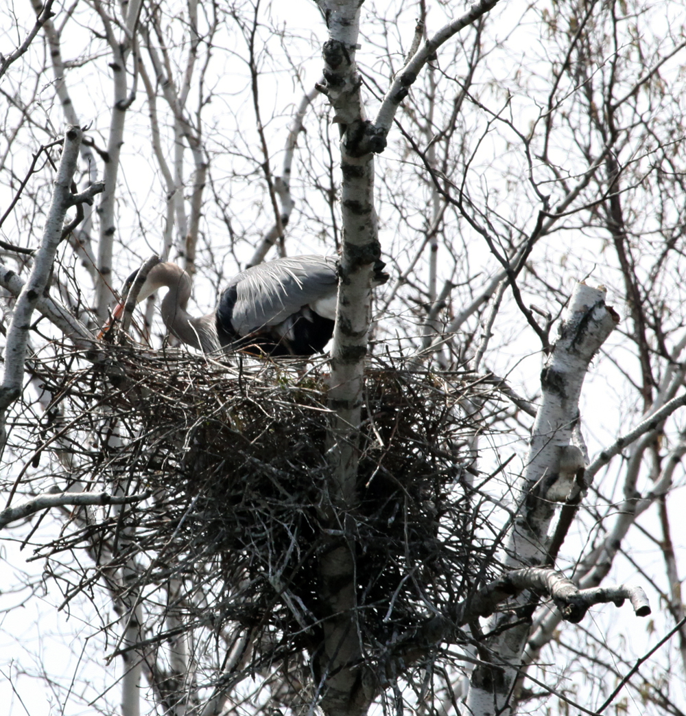 OWLET/GREENFIELDPARKMRTRAPP4072012042X1000.jpg