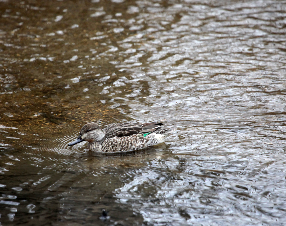 OWLET/GREENTEAL1.jpg