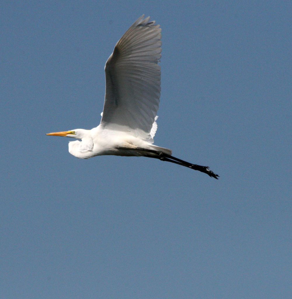 OWLET/GWE514201102X1000.jpg