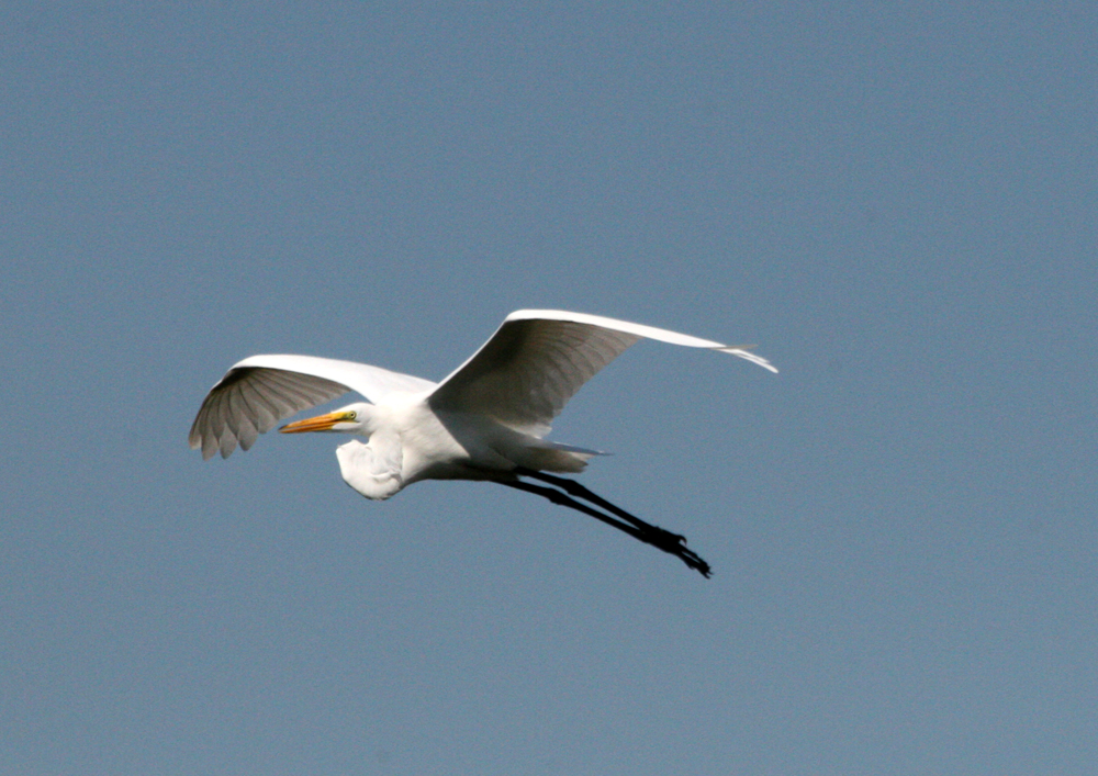OWLET/GWE514201102X1000.jpg