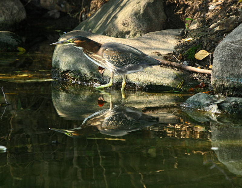 OWLET/Greenbackheron41.jpg