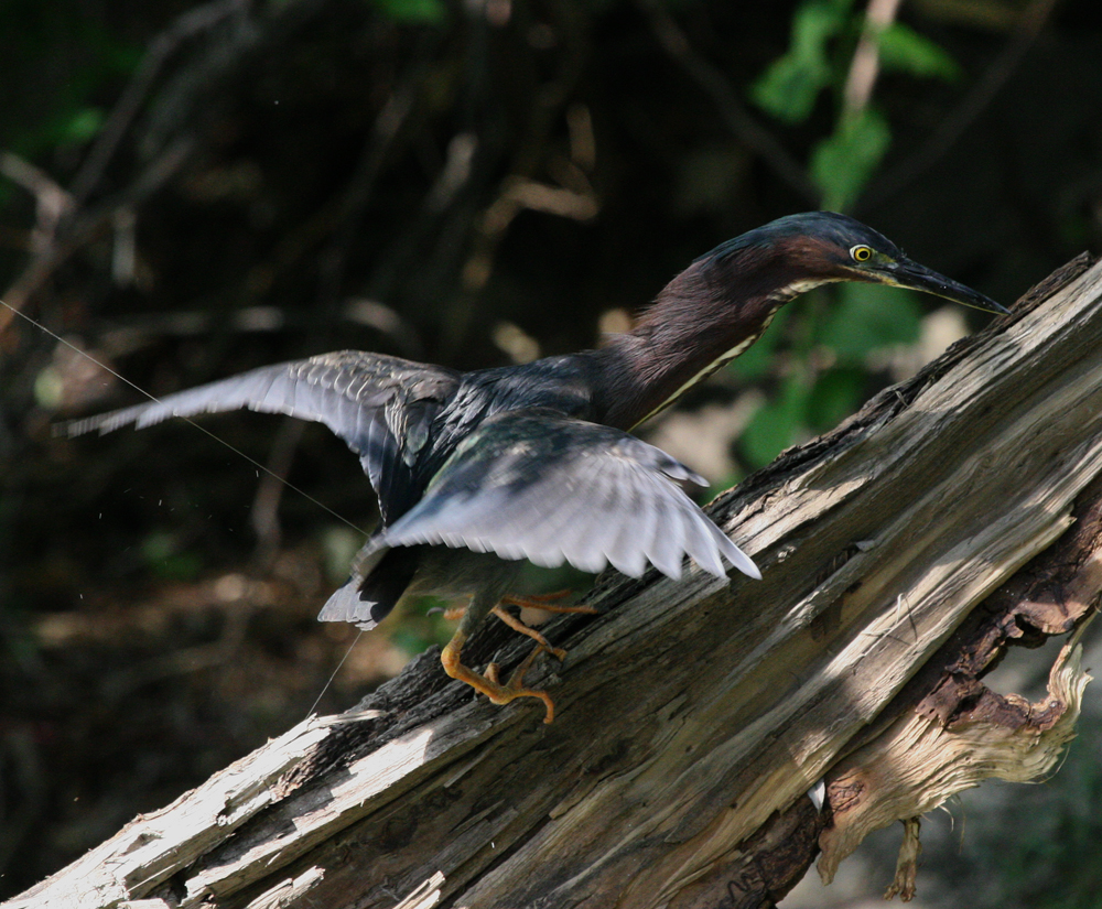 OWLET/Greenbackheron41.jpg