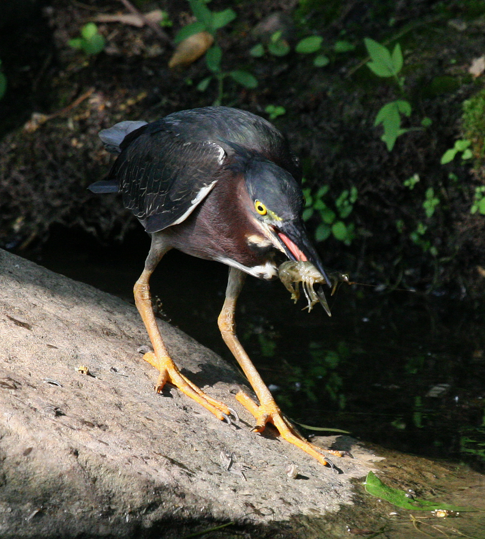 OWLET/Greenbackheron41.jpg