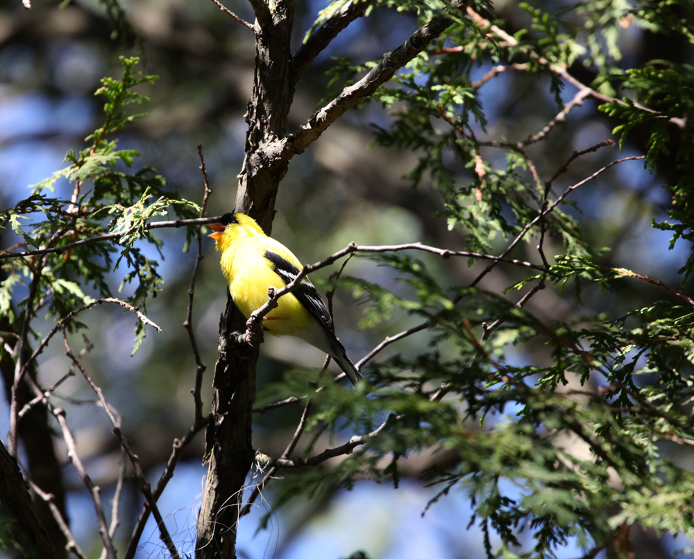 OWLET/Greenfieldpark4242012mrtrapp007X1000.jpg