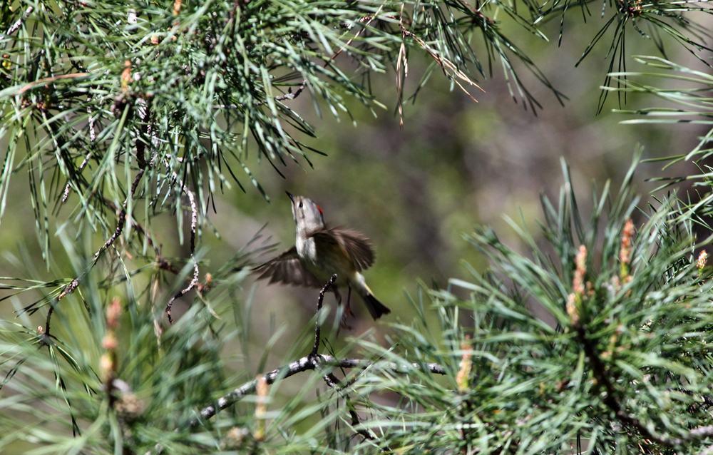 OWLET/Greenfieldpark4242012mrtrapp007X1000.jpg