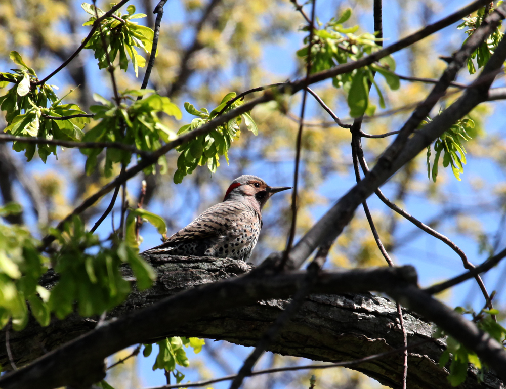 OWLET/Greenfieldpark4242012mrtrapp007X1000.jpg