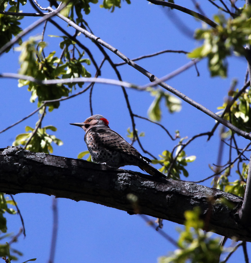 OWLET/Greenfieldpark4242012mrtrapp007X1000.jpg