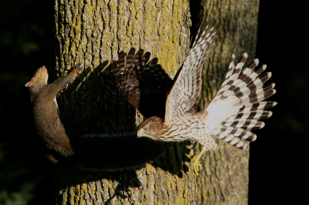 OWLET/HAWK1X100012.jpg