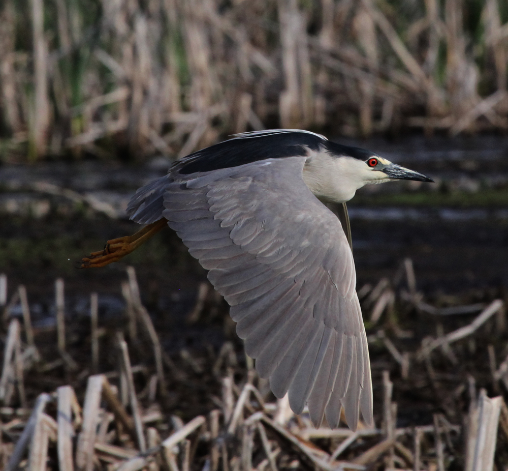 OWLET/HERON12.jpg