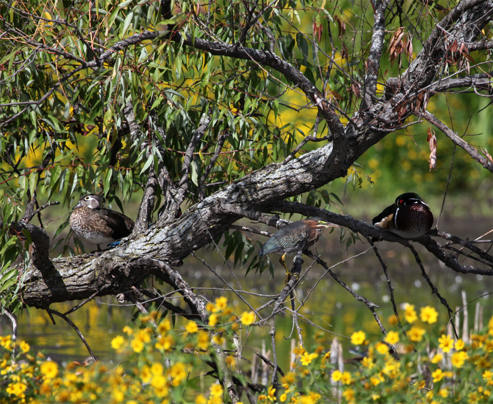 OWLET/HMBWLR9182012MRT535X1000.jpg