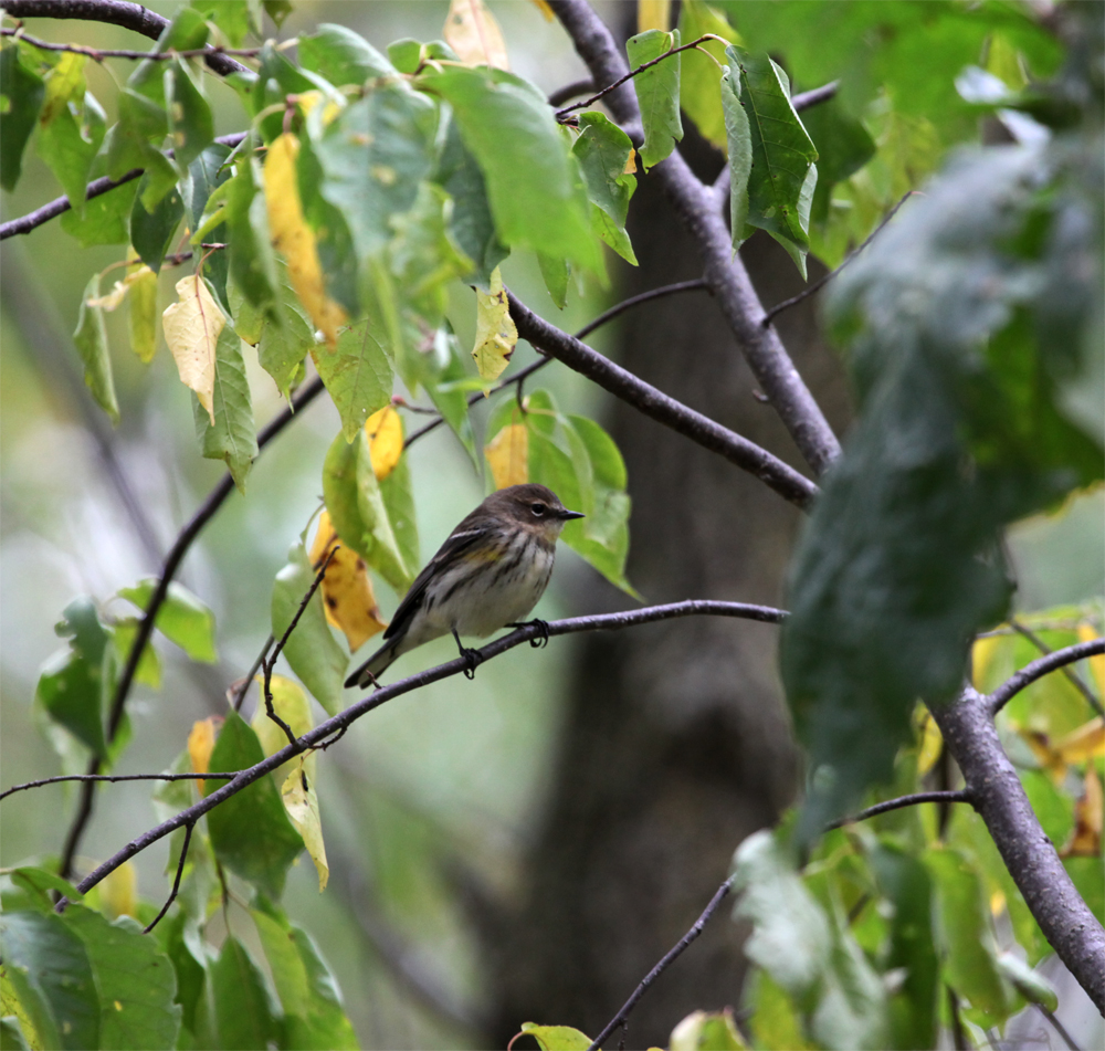 OWLET/HMBWLR9182012MRT535X1000.jpg