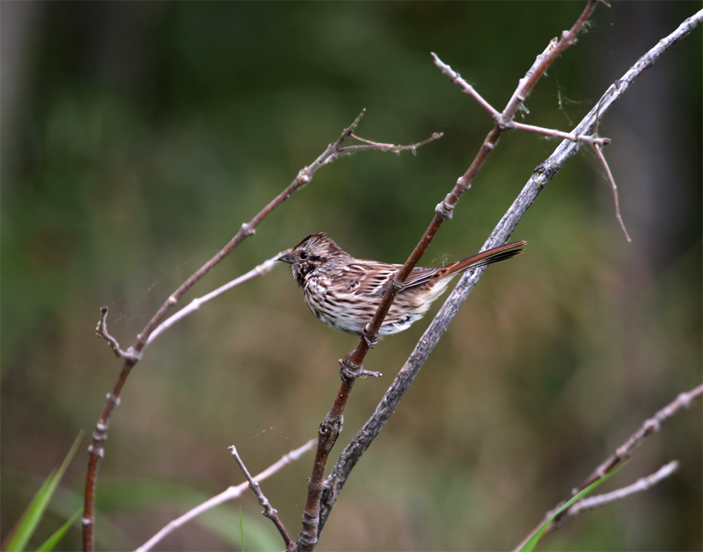 OWLET/HMBWLR9182012MRT535X1000.jpg