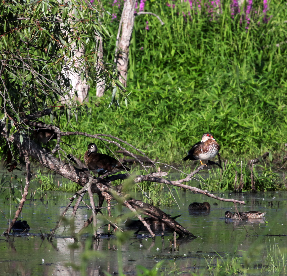 OWLET/HMBWMR8282012MRT074X1000.jpg