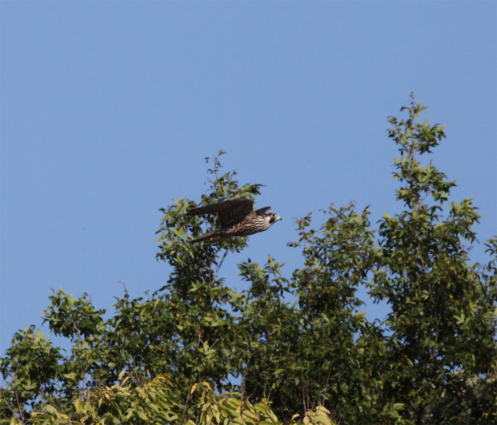 OWLET/HMBWMR8282012MRT108X1000jpg.jpg