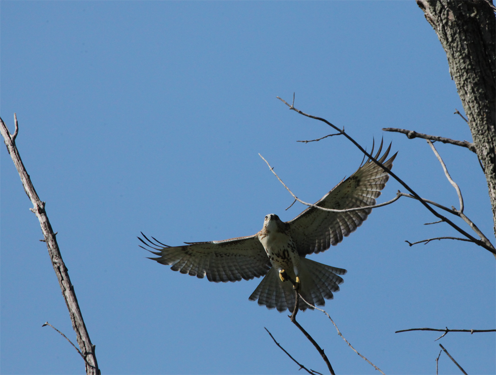 OWLET/HMBWMR8282012MRT175X1000.jpg