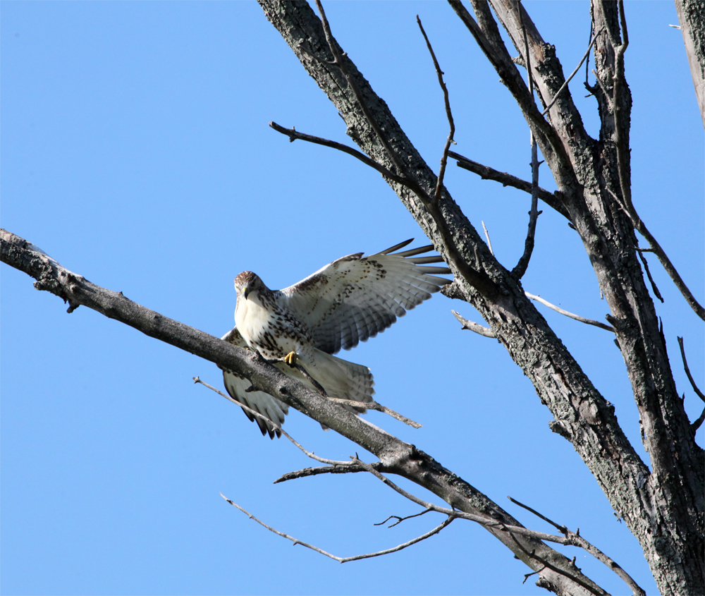 OWLET/HMBWMR8282012MRT175X1000.jpg