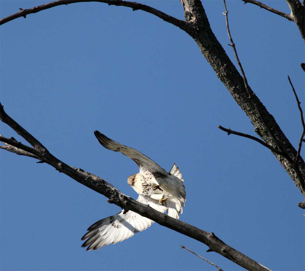 OWLET/HMBWMR8282012MRT175X1000.jpg