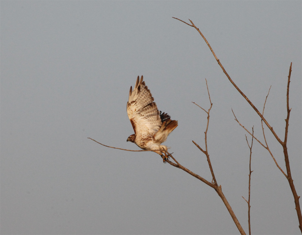 OWLET/HMMROAD8312012MRT005X1000.jpg