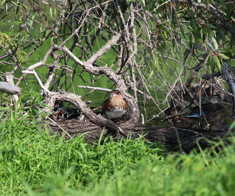 OWLET/HMMROAD8312012MRT318X1000.jpg