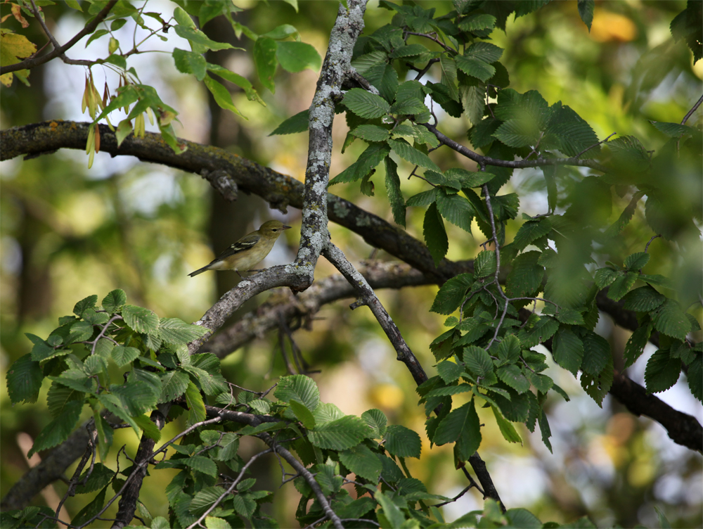 OWLET/HMMROAD8312012MRT420X1000.jpg