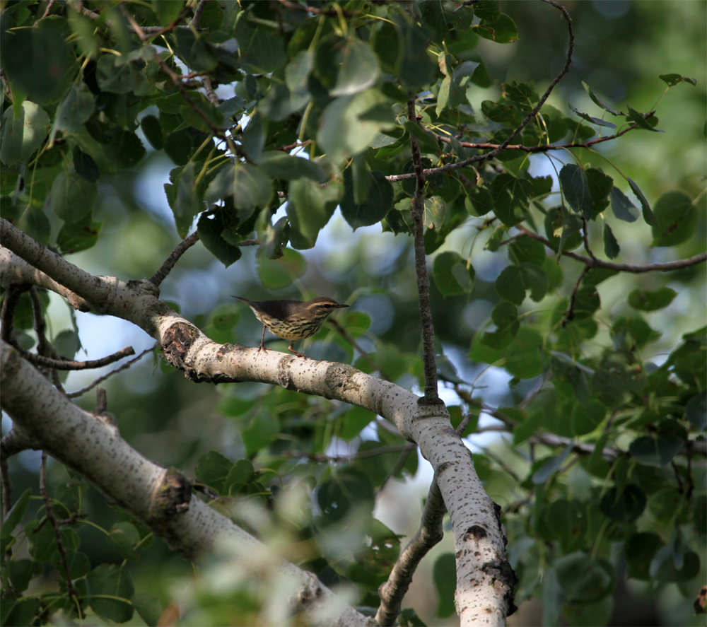 OWLET/HMMROAD8312012MRT818X1000.jpg