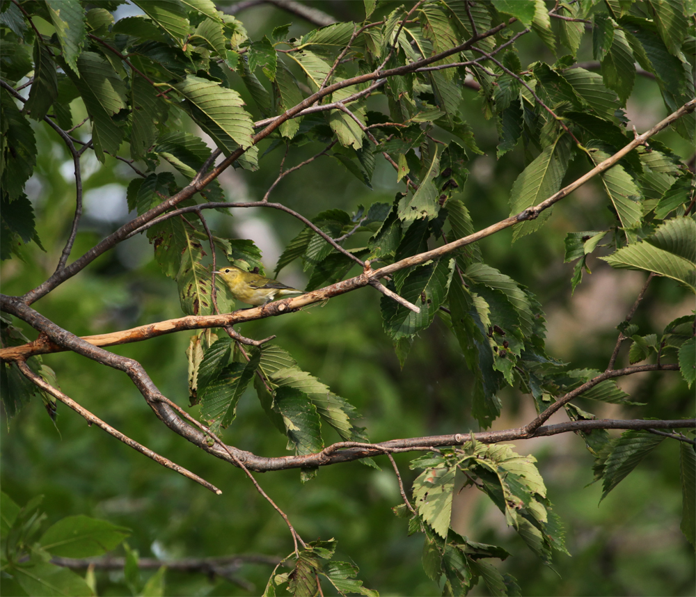 OWLET/HMMROAD8312012MRT818X1000.jpg