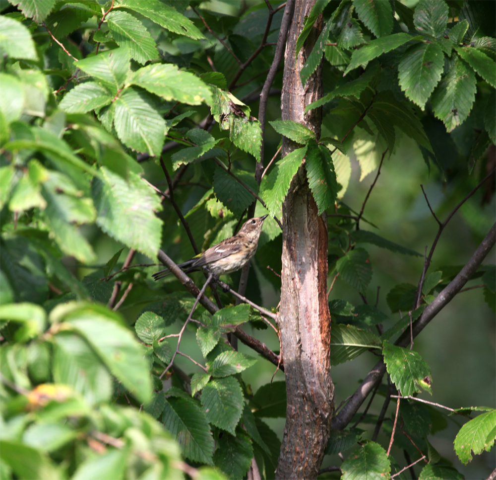 OWLET/HMMROAD8312012MRT818X1000.jpg