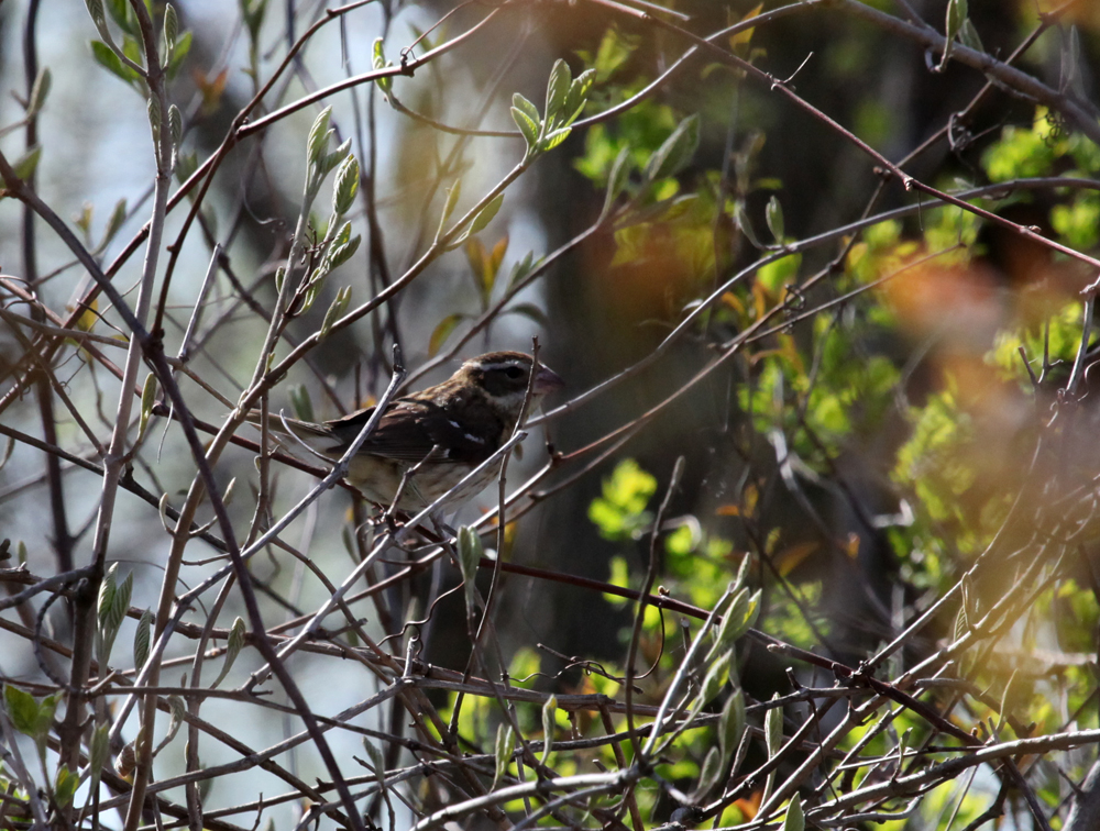 OWLET/HMNR0785082011MRT.jpg