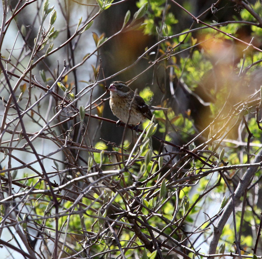 OWLET/HMNR0785082011MRT.jpg