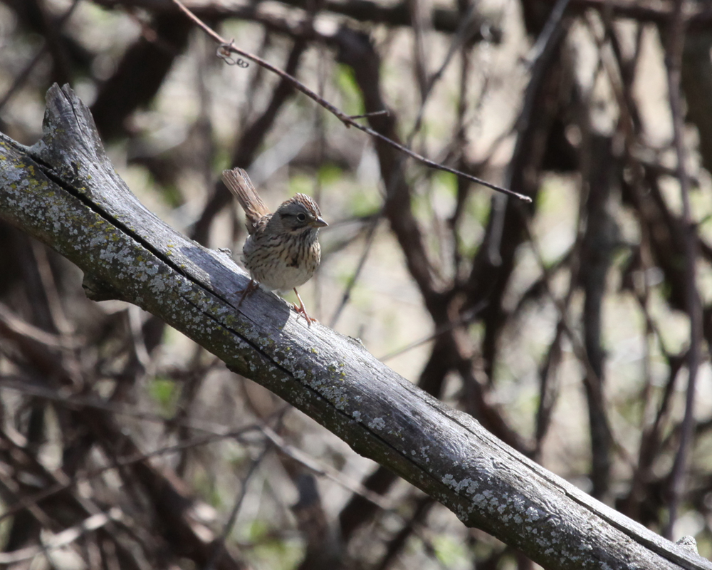 OWLET/HMNR965082011MRT.jpg