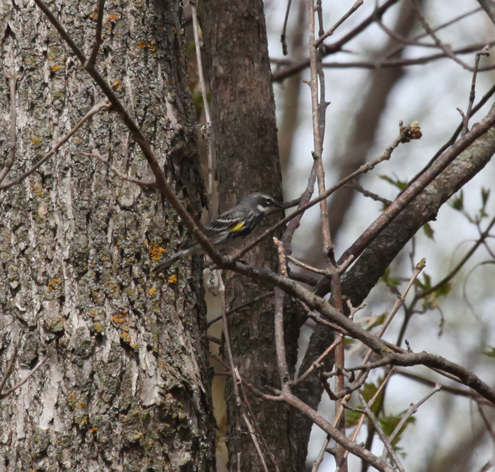 OWLET/HORICON5082011MRT205X1000.jpg