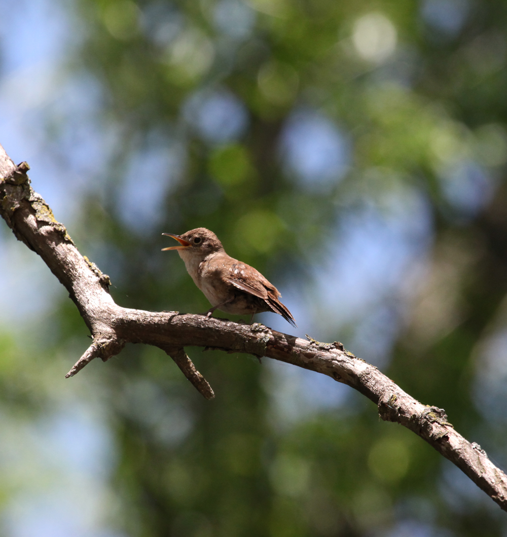 OWLET/HORICONMARSH5012011MRT249X1000.jpg