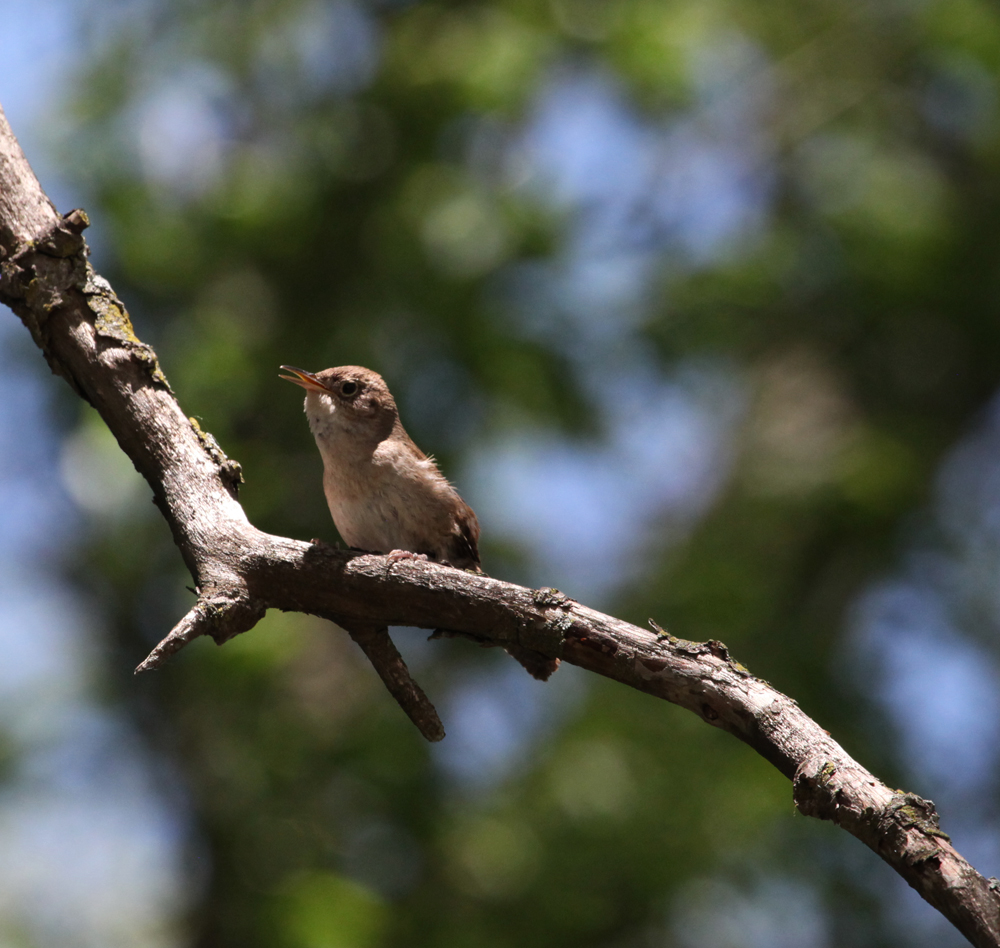 OWLET/HORICONMARSH5012011MRT249X1000.jpg