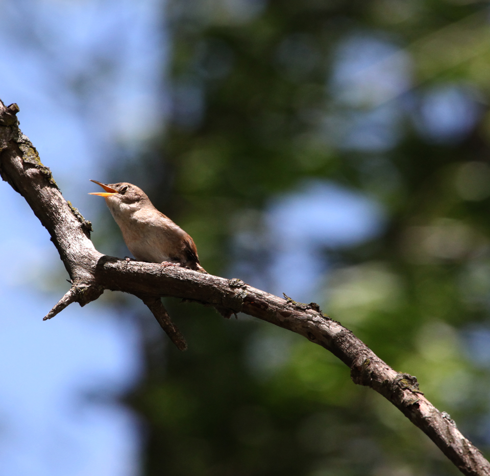 OWLET/HORICONMARSH5012011MRT249X1000.jpg