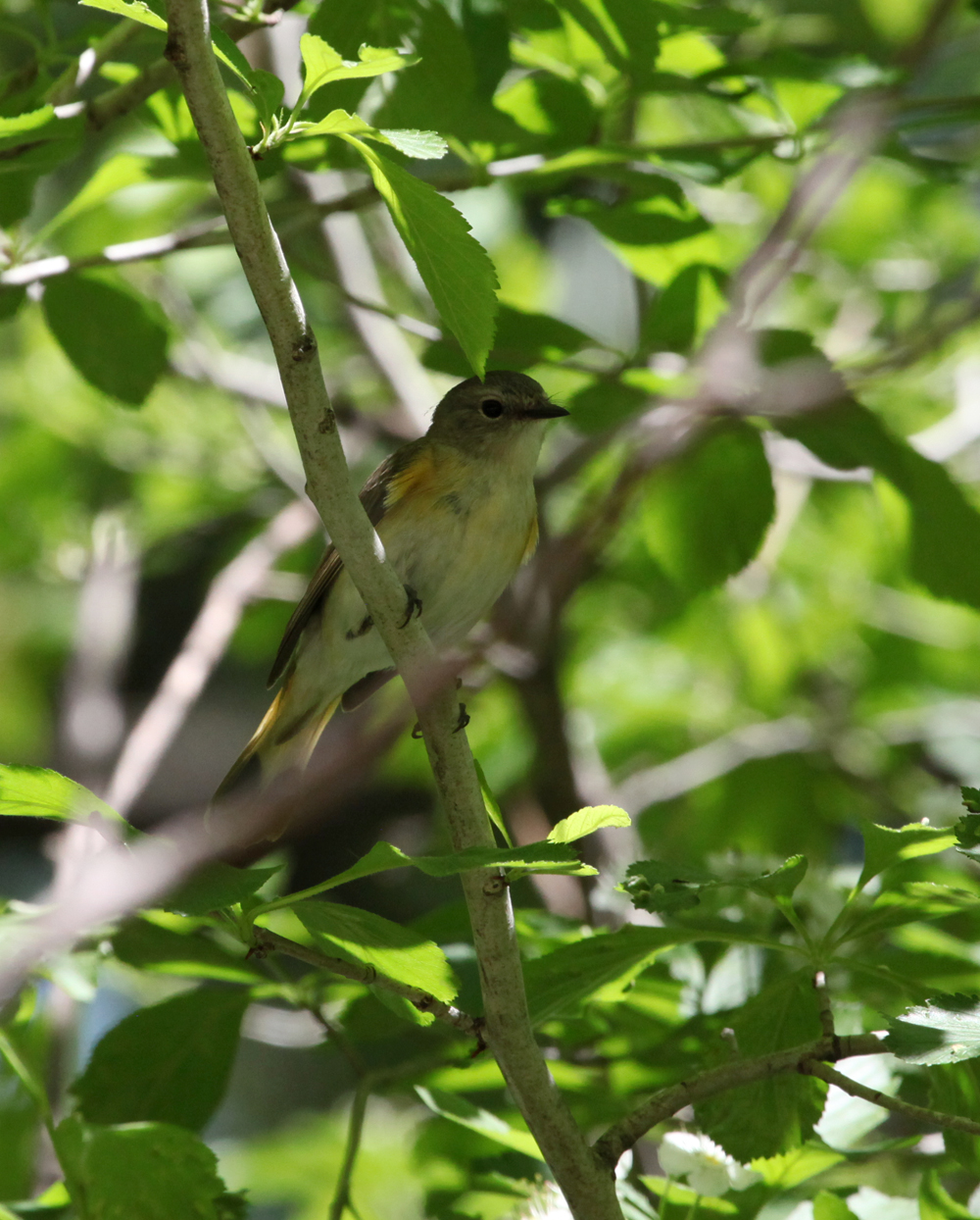 OWLET/HORICONMARSH5012011MRT263X1000.jpg