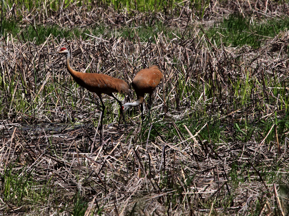 OWLET/HORICONMARSH5172011MRT021X1000.jpg