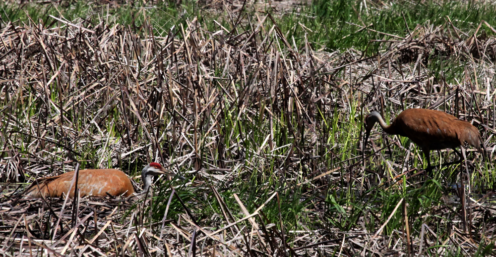 OWLET/HORICONMARSH5172011MRT025X1000.jpg