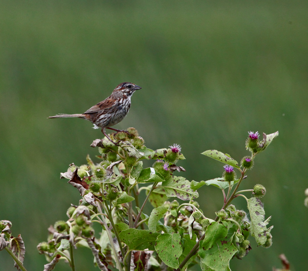 OWLET/HORICONMARSH7132011SOUTHMRT209X1000.jpg