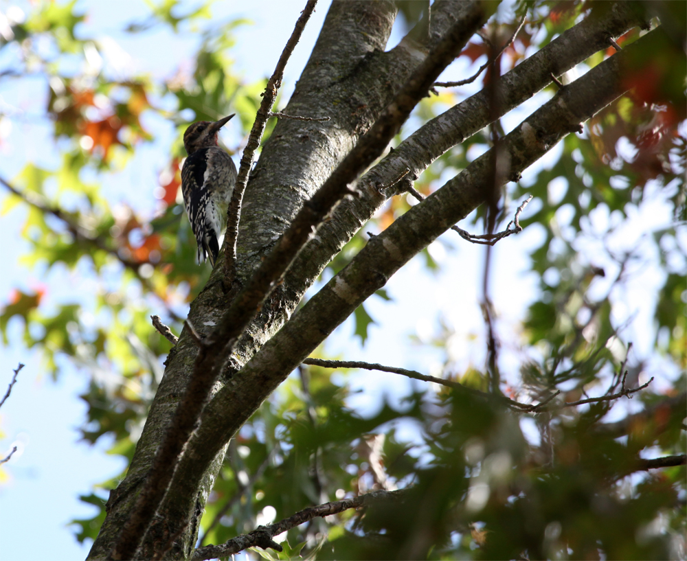 OWLET/HORICONMARSHNEND9302012MRT222X1000.jpg