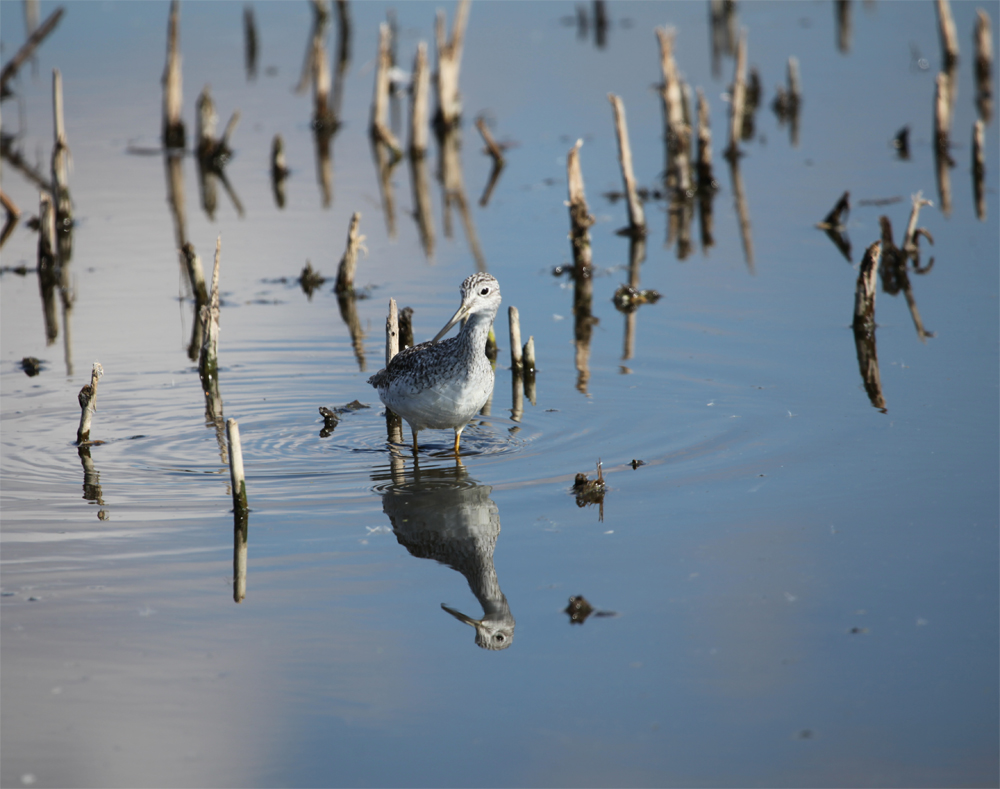 OWLET/HORICONMARSHNEND9302012MRT217x10000.jpg