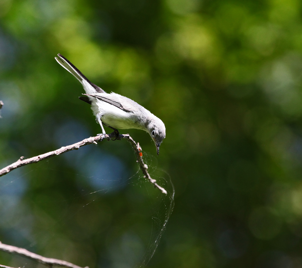 OWLET/HORICONMARSHSOUTHERN73111MRT143X1000.jpg