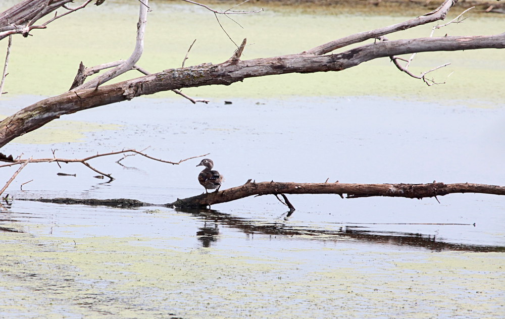 OWLET/LAKEMILL8312011MRT346X1000.jpg