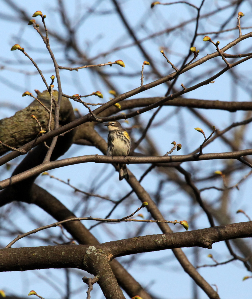 OWLET/LAKEPARK5122011MRT157X1000.jpg