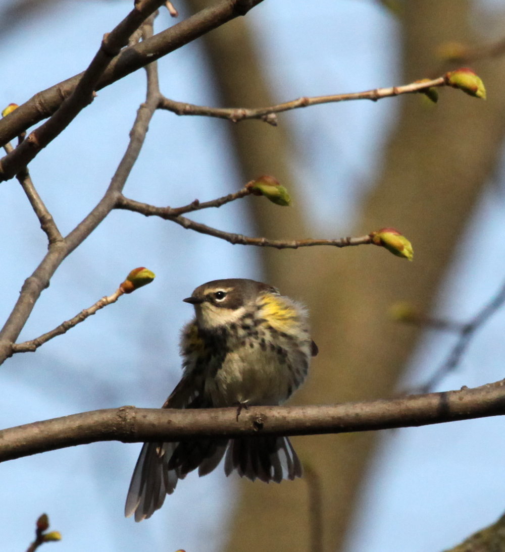 OWLET/LAKEPARK5122011MRT157X1000.jpg